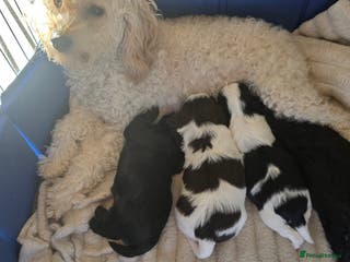 Mixed Breed dogs Cava-tzu also nown as Shipoo - Advert 1