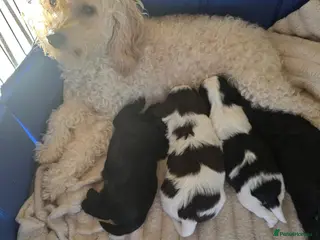 Mixed Breed dogs Cava-tzu also nown as Shipoo - Advert 5