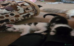 Mixed Breed cats for sale: Ragdoll X Kittens - Image 4