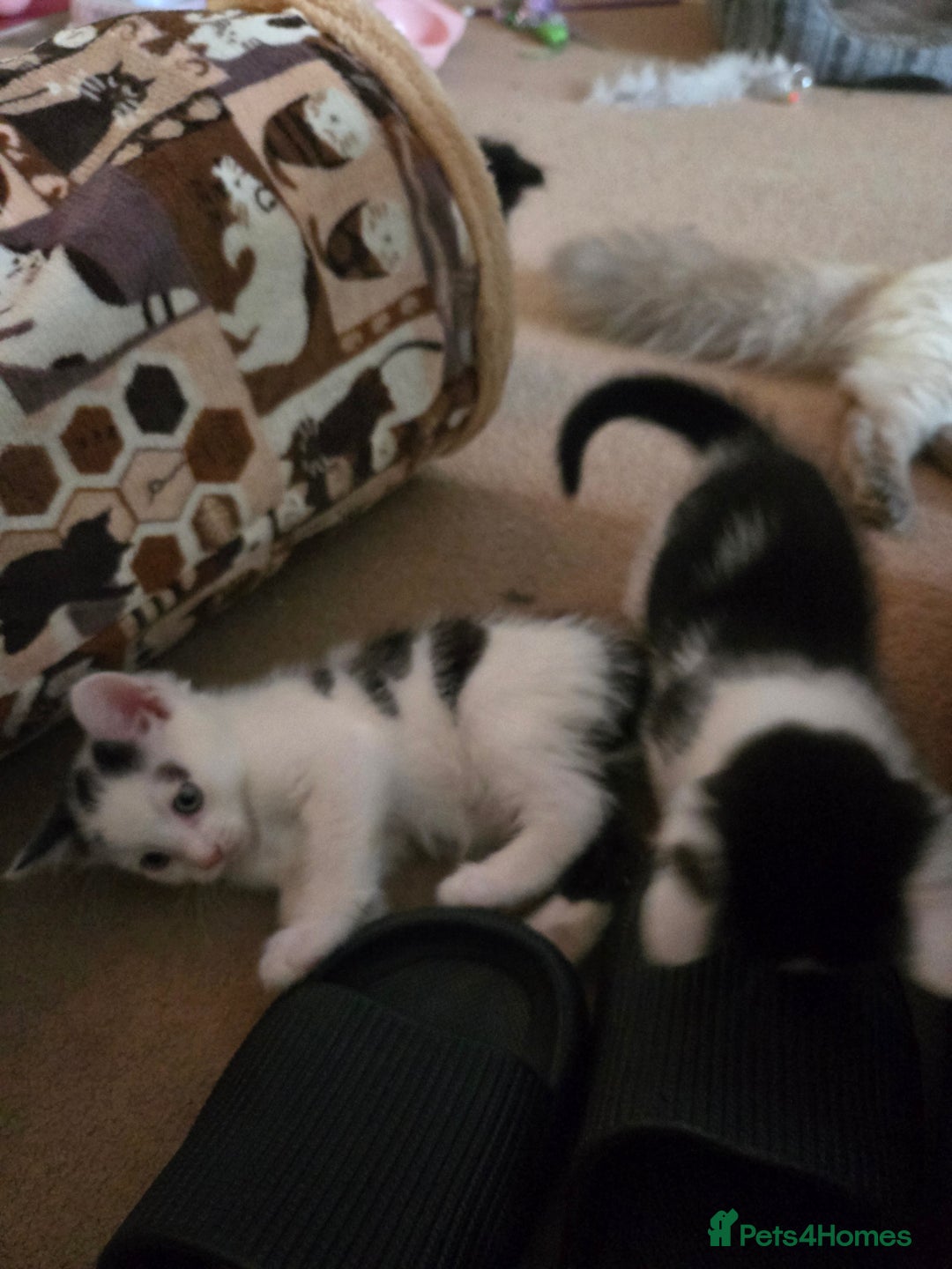 Mixed Breed cats for sale: Ragdoll X Kittens - Image 4