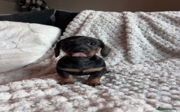 Miniature Dachshund dogs for sale: 3 gorgeous miniature dachshund girls  - Advert 10