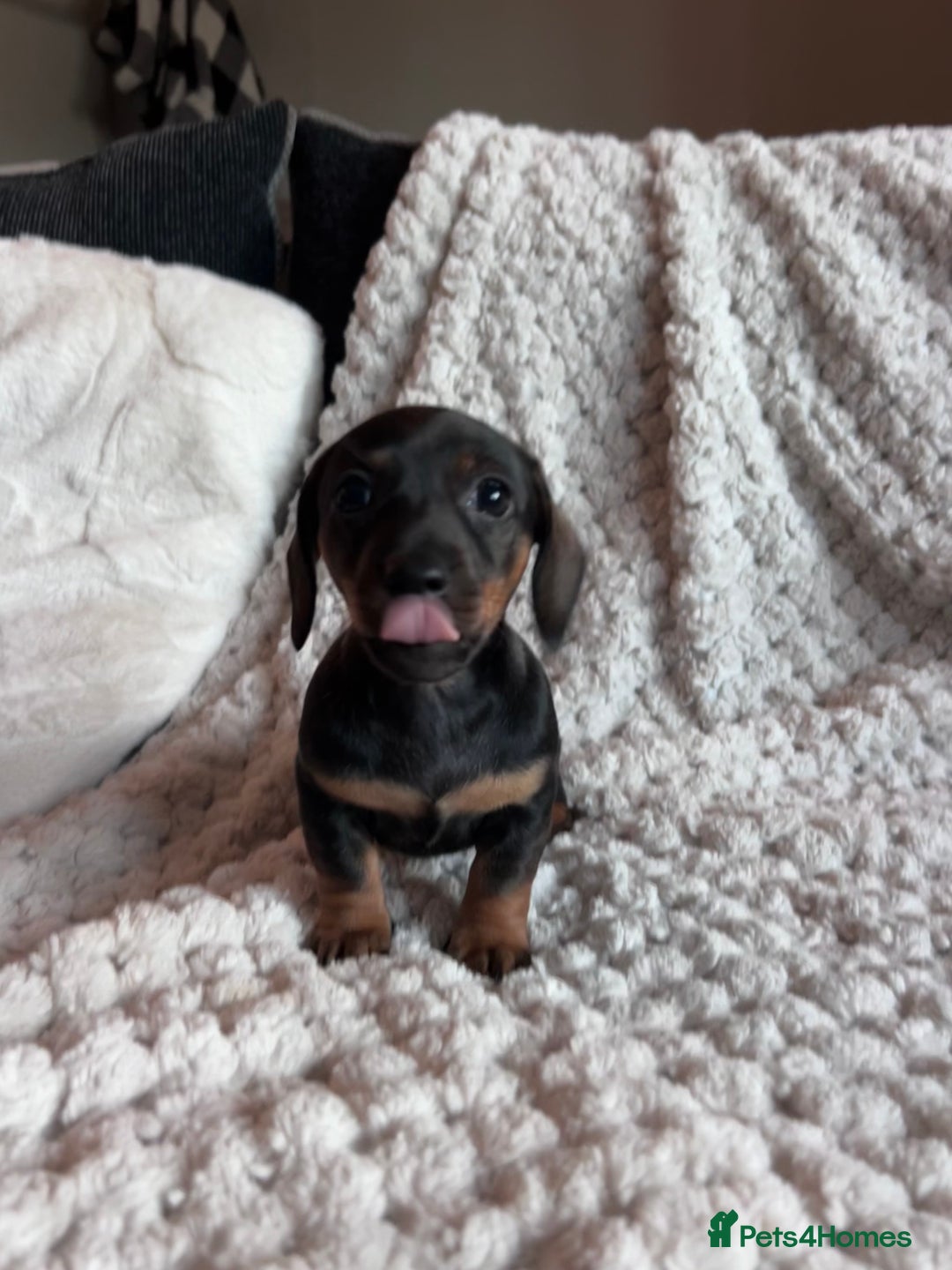 Miniature Dachshund dogs for sale: 3 gorgeous miniature dachshund girls  - Advert 10