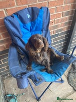 Mixed Breed dogs - Advert 13