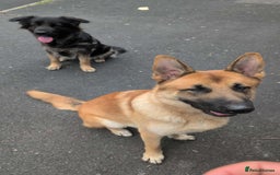 Mixed Breed dogs for sale: Mali X Alsatian and Caucasian X Alsatian. - Image 2