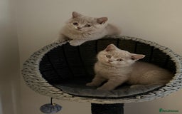 British Shorthair cats for sale: ONE LEFT Chunky Lilac GCCF British Shorthair Male - Image 10