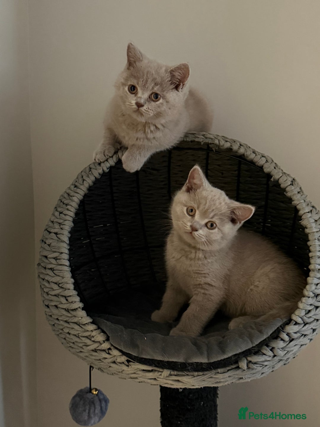 British Shorthair cats for sale: ONE LEFT Chunky Lilac GCCF British Shorthair Male - Image 10