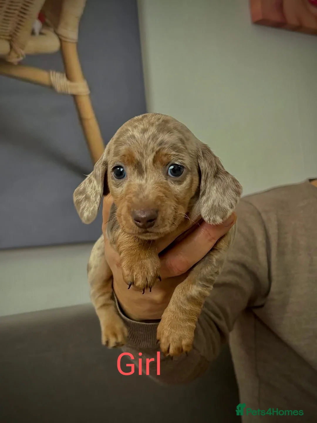 Miniature Dachshund dogs for sale: 5 BEAUTIFULL MINIATURE DACHSHUNDS - Advert 2