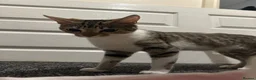 Bengal cats for sale: Beautiful bengal female cat  - Advert 10