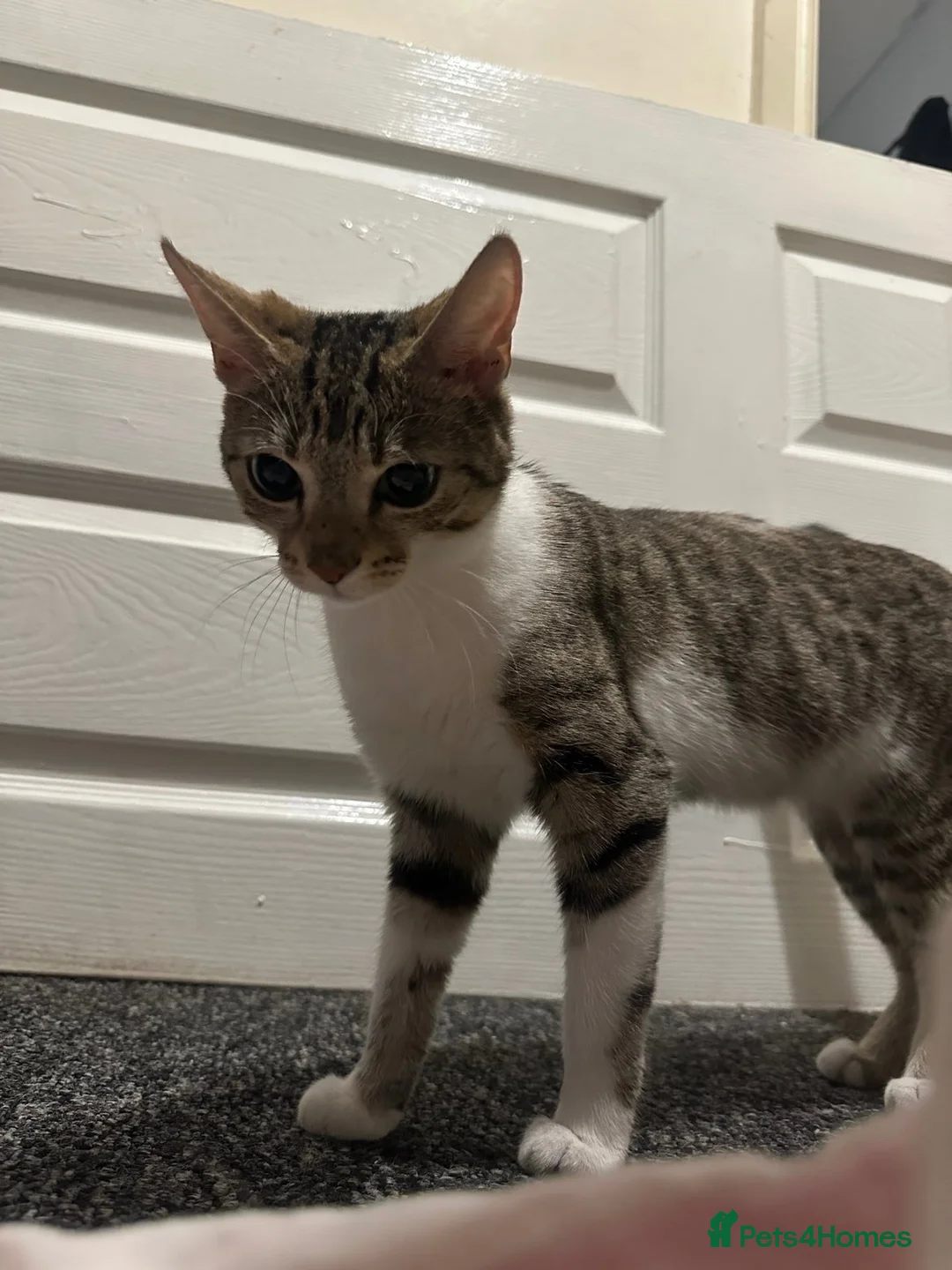 Bengal cats for sale: Beautiful bengal female cat  - Advert 10