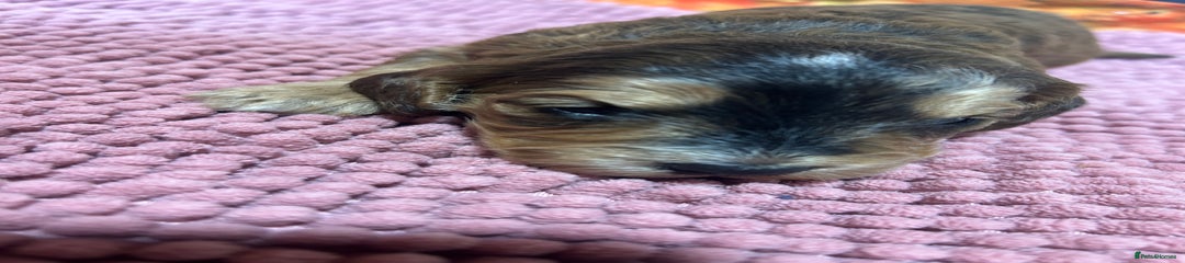 Cockapoo Puppy 10