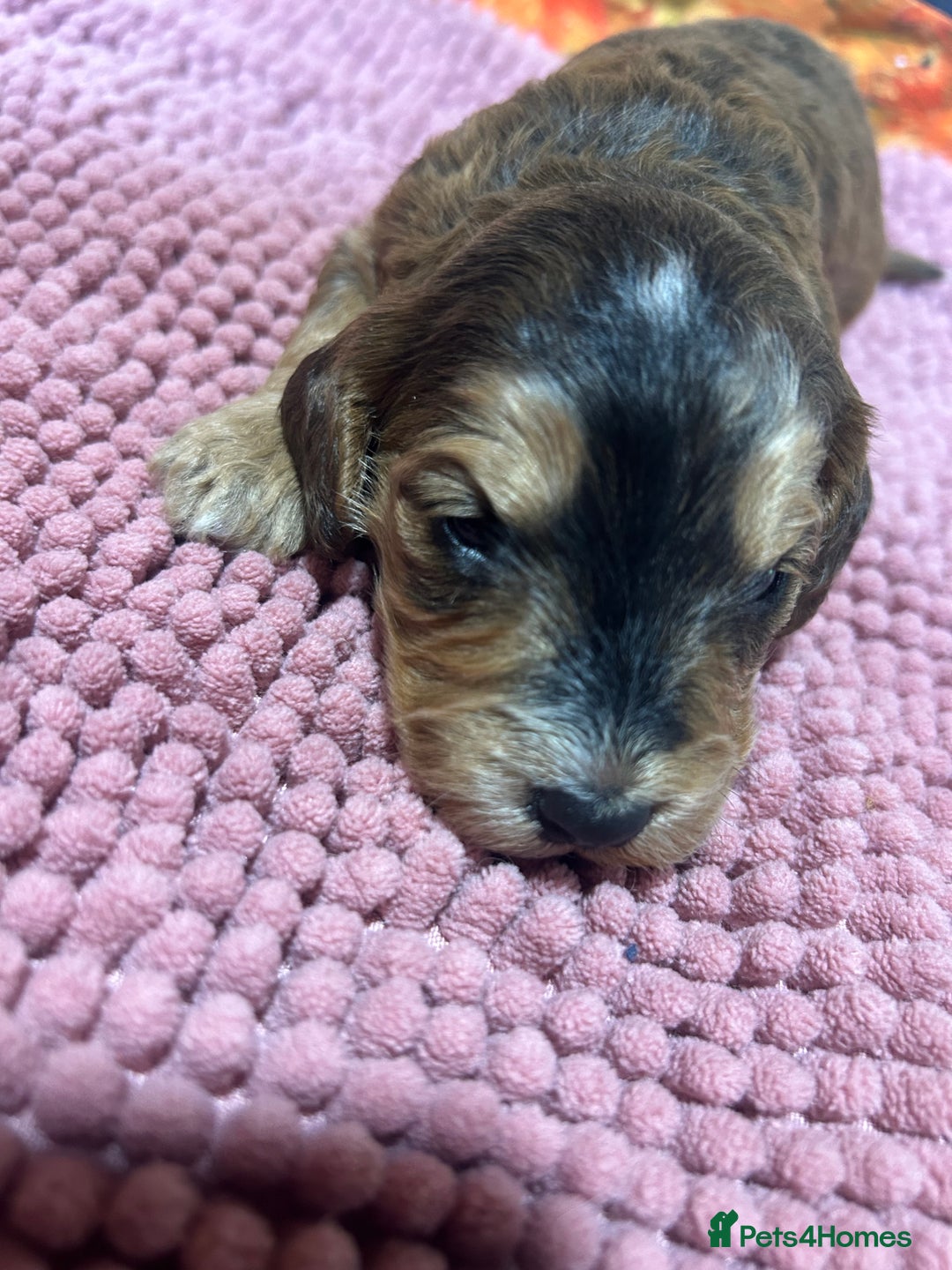 Cockapoo dogs for sale: Cute Cockapoo puppies (licensed breeder)  - Image 9