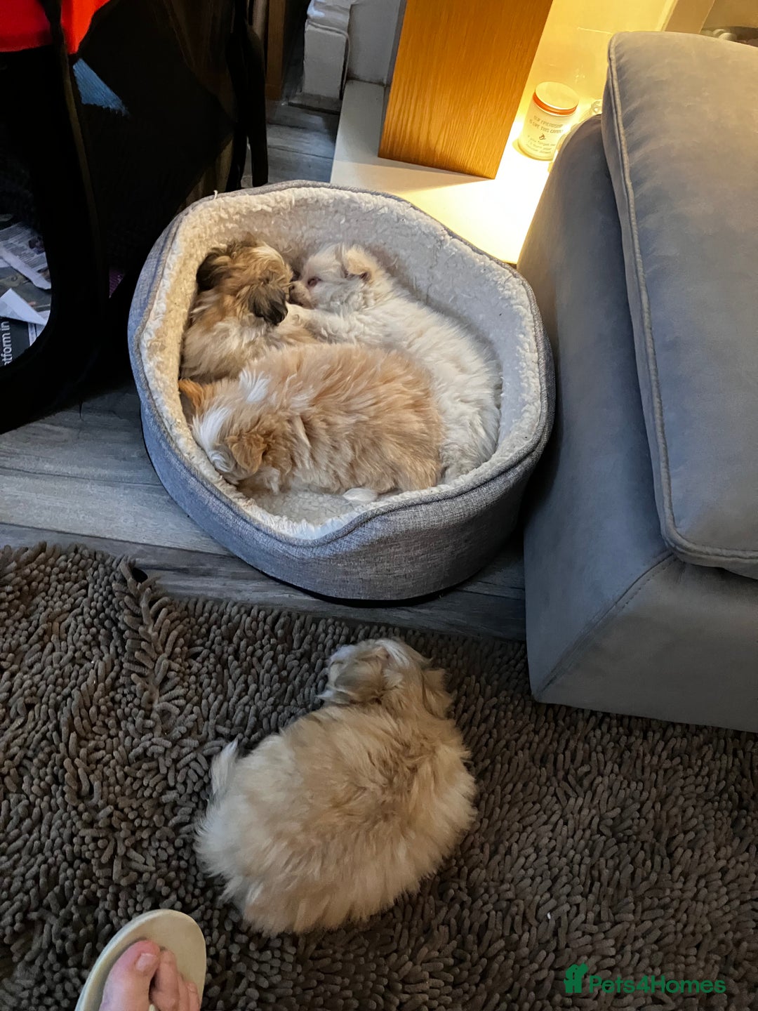 Mixed Breed dogs for sale: Malti-Pom Puppies - £1200 - Advert 27