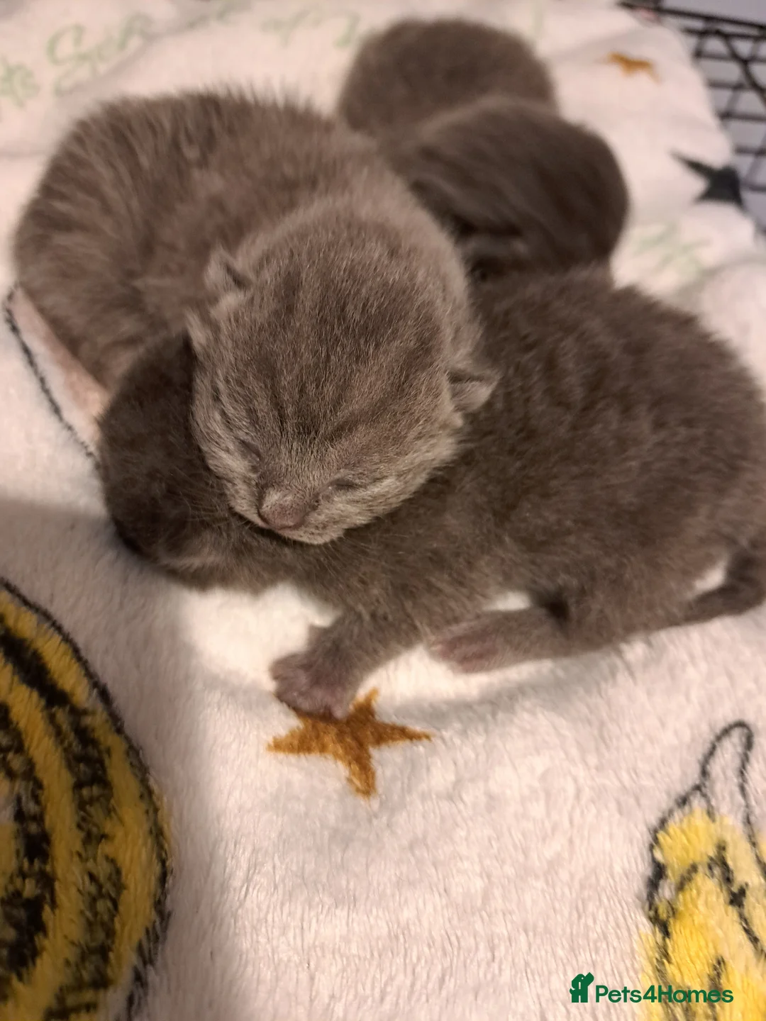 British Shorthair cats for sale: British shorthair blue  kittens  - Advert 1