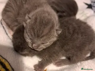 British Shorthair cats British shorthair blue kittens - Advert 3