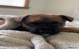 Mixed Breed dogs for sale: Follie (French bulldog / border collie) pups 4sale - Image 16