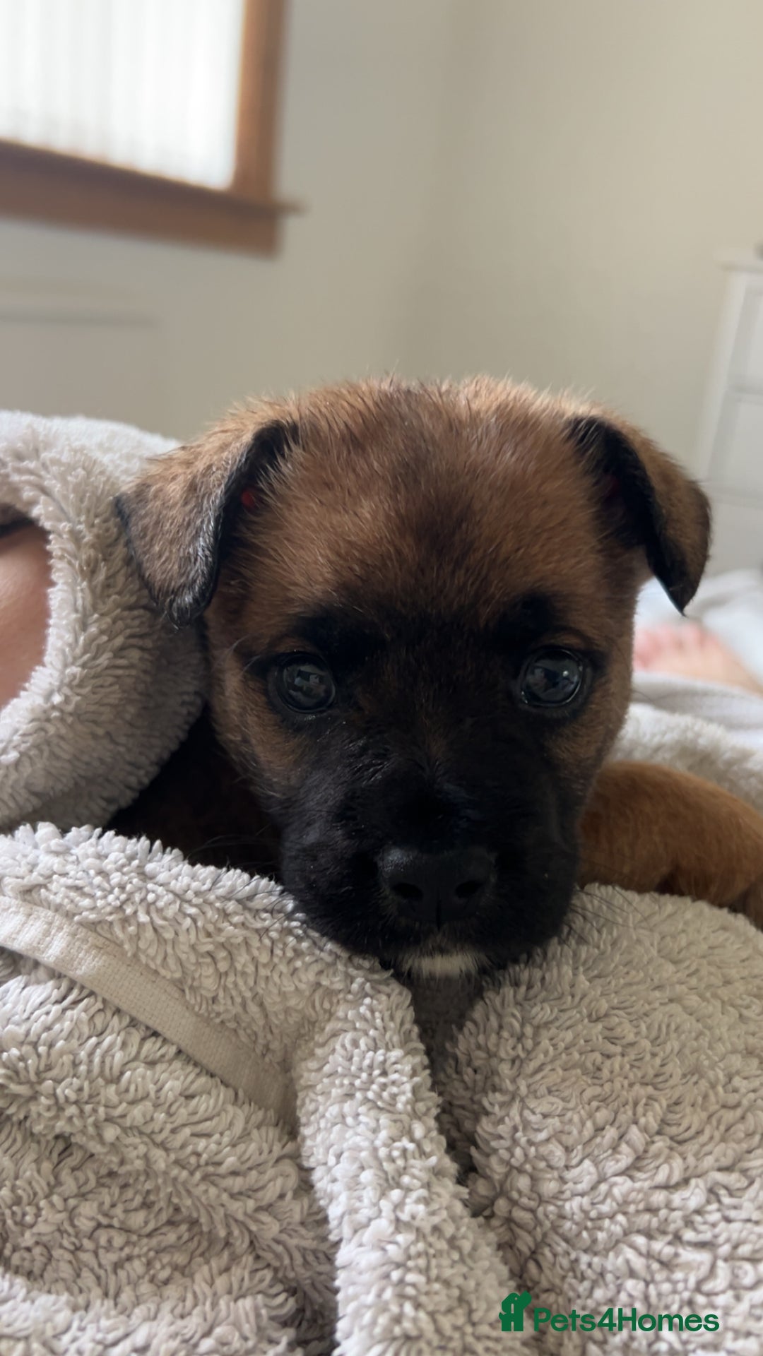 Mixed Breed dogs for sale: Follie (French bulldog / border collie) pups 4sale - Image 16