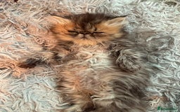 Persian cats for sale: REDUCED GCCF PERSIAN KITTENS  - Image 10