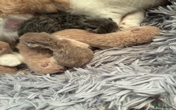 British Shorthair cats for sale: 5 TICA BRITISH SHORTHAIRED KITTENS - Image 6