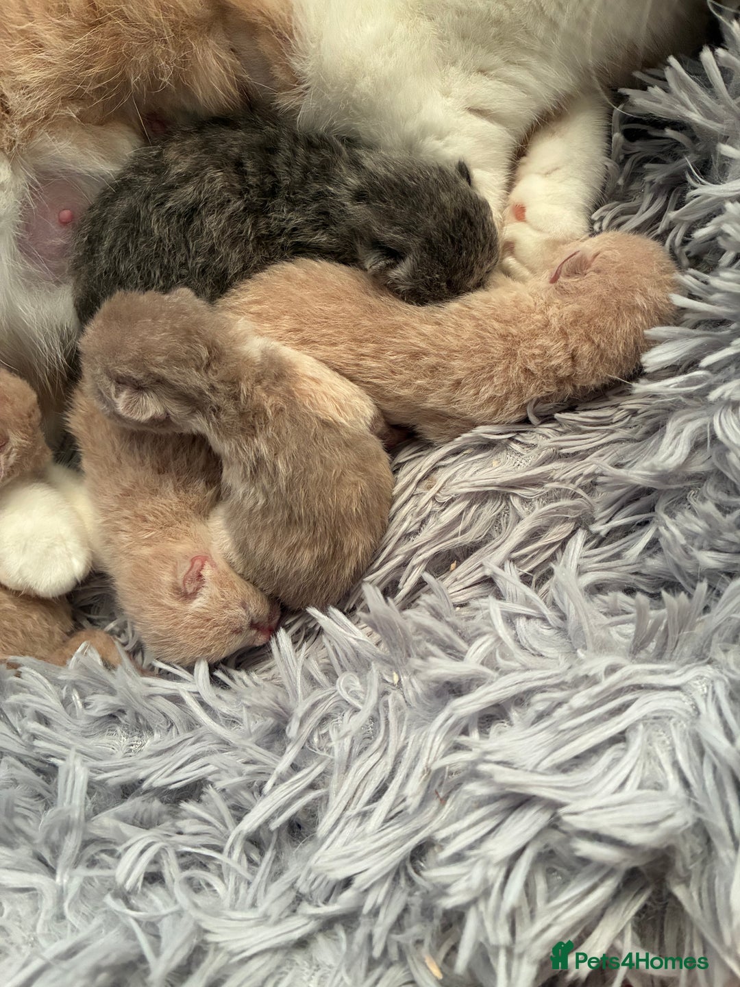 British Shorthair cats for sale: 5 TICA BRITISH SHORTHAIRED KITTENS - Image 6