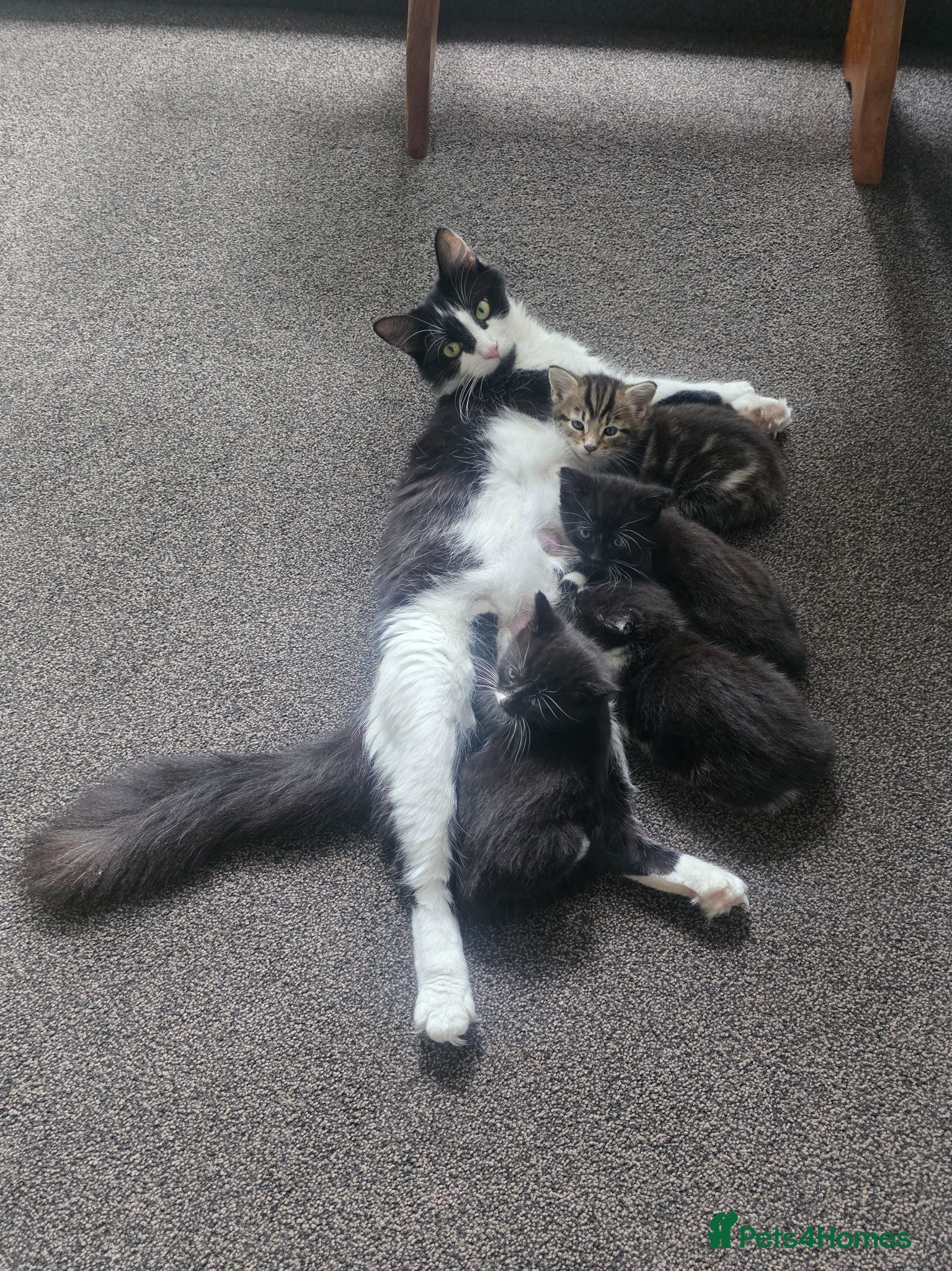 Mixed Breed cats 3 kittens looking for forever homes - Advert 3