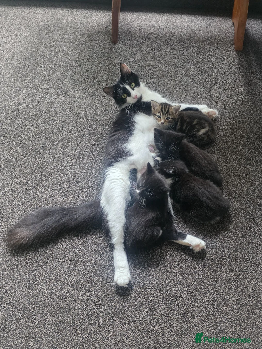 Mixed Breed cats for sale: 3 kittens looking for forever homes in Cannock - Advert 1