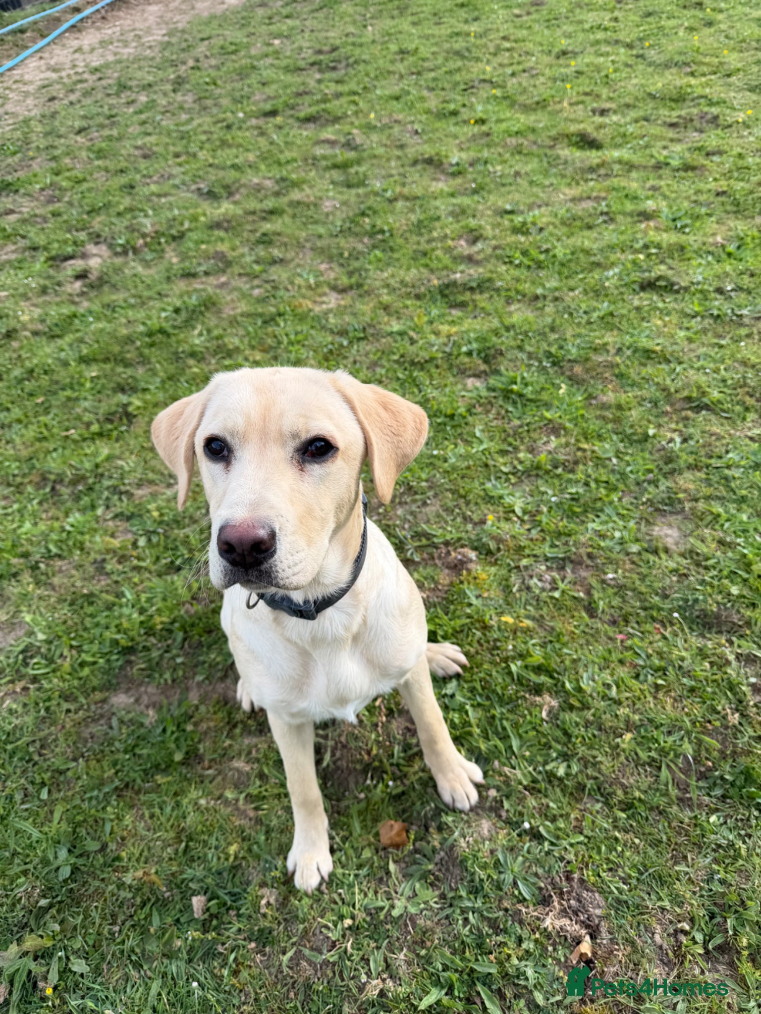 Labrador Retriever dogs 8 month old dog  - Advert 1
