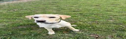 Labrador Retriever dogs for sale: 8 month old dog  - Advert 1