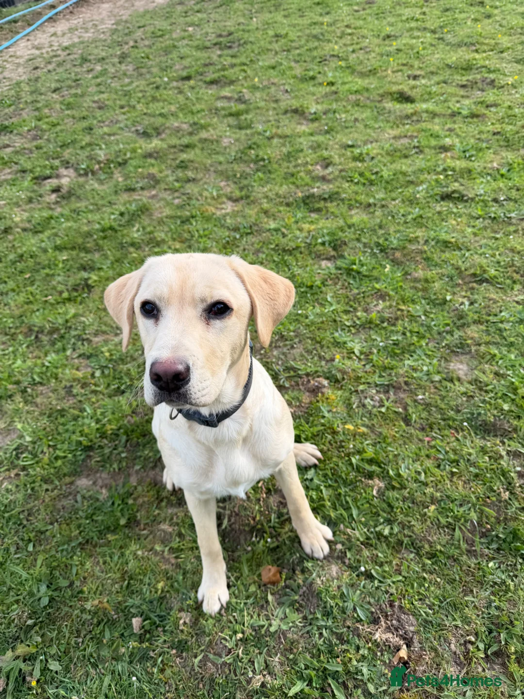 Labrador Retriever dogs for sale: 8 month old dog  - Advert 1