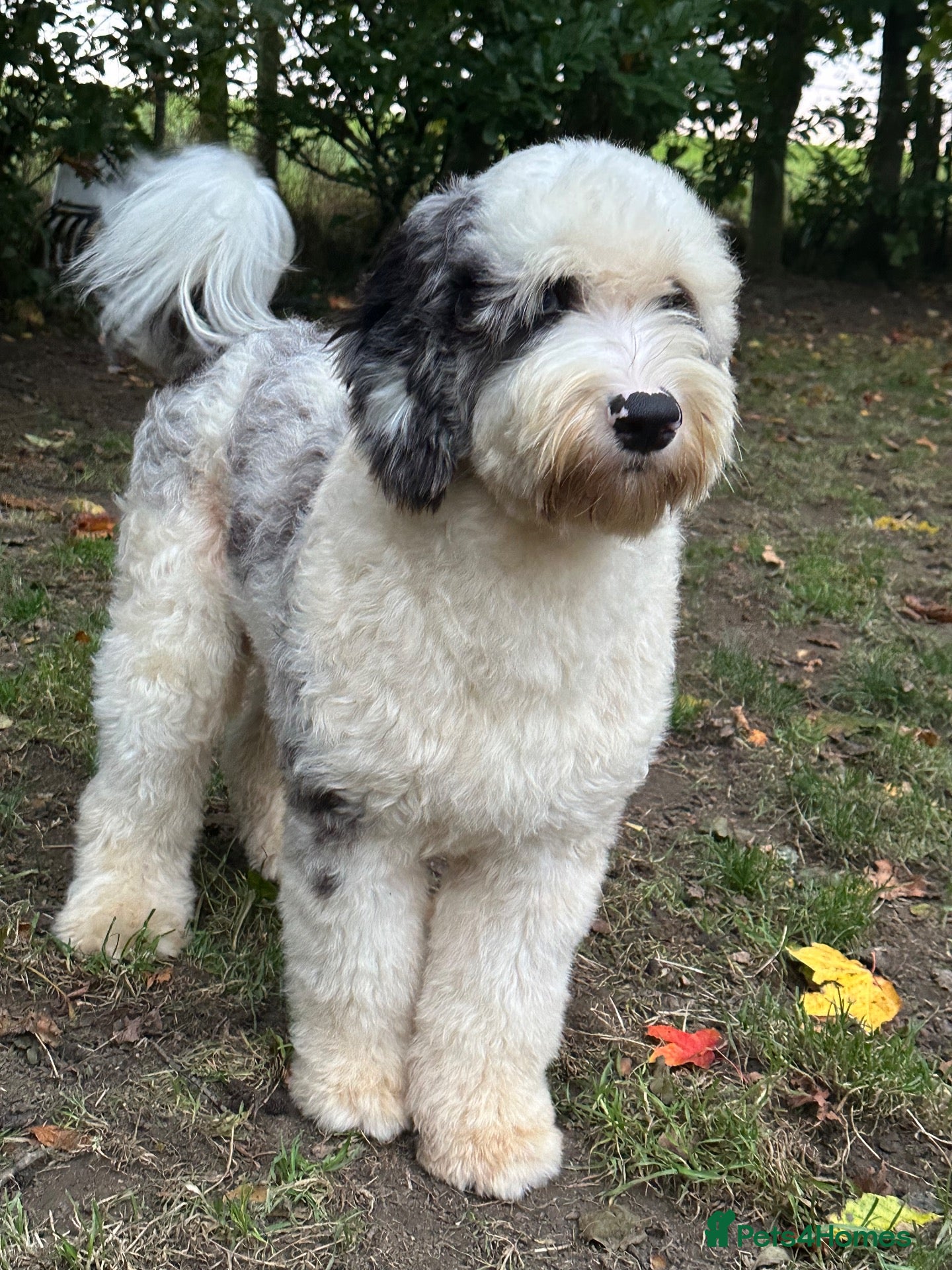 Old English Sheepdog dogs Unique midi sheepadoodle hybrid stud  - Advert 1