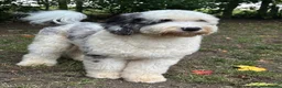 Old English Sheepdog dogs for stud: Unique midi sheepadoodle hybrid stud  - Advert 19