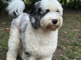 Old English Sheepdog dogs Unique midi sheepadoodle hybrid stud - Advert 1