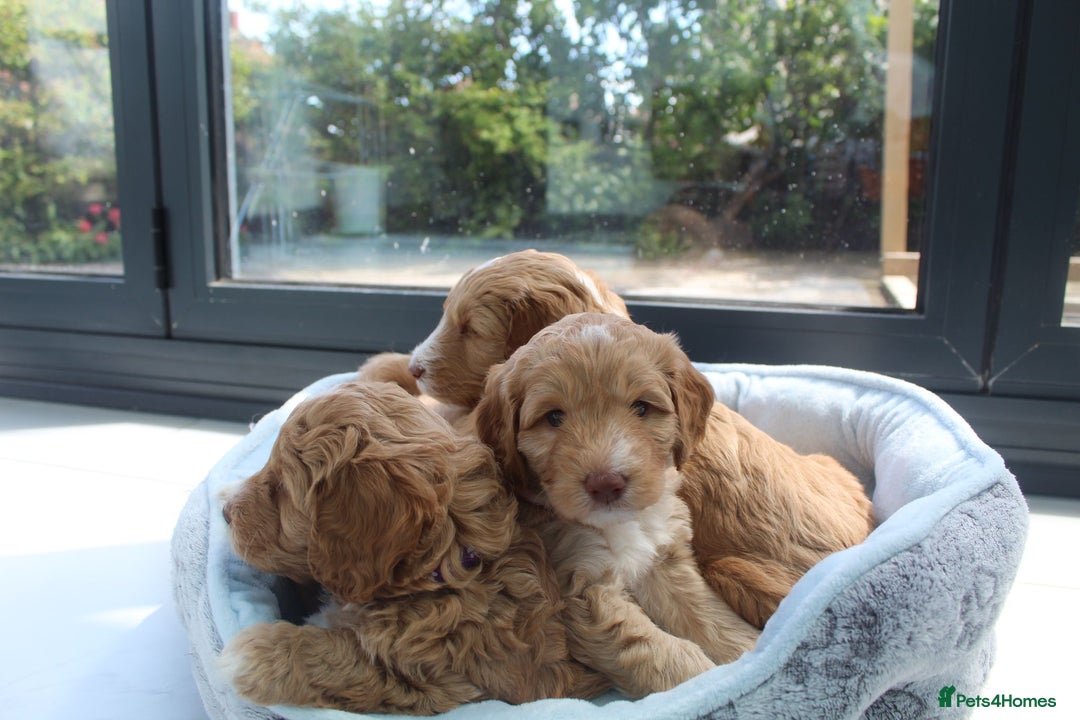 Australian Labradoodle dogs for sale: Beautiful Australian Labradoodle x pups!  - Image 8