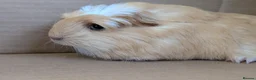 Guinea Pig rodents for sale: 2 female guinea pigs - Advert 3