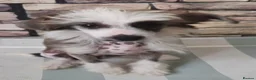 Chinese Crested dogs for sale: Stunning Chinese Crested Girls - Advert 2