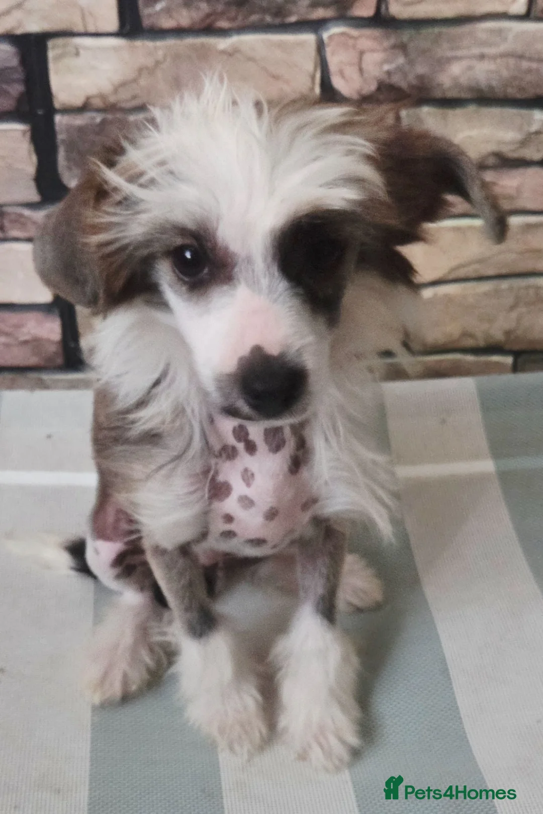 Chinese Crested dogs for sale: Stunning Chinese Crested Girls - Advert 2