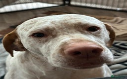 Pointer dogs for sale: 🇫🇷 French Pointer - Braque Du Bourbonnais in Barnstaple - Image 6