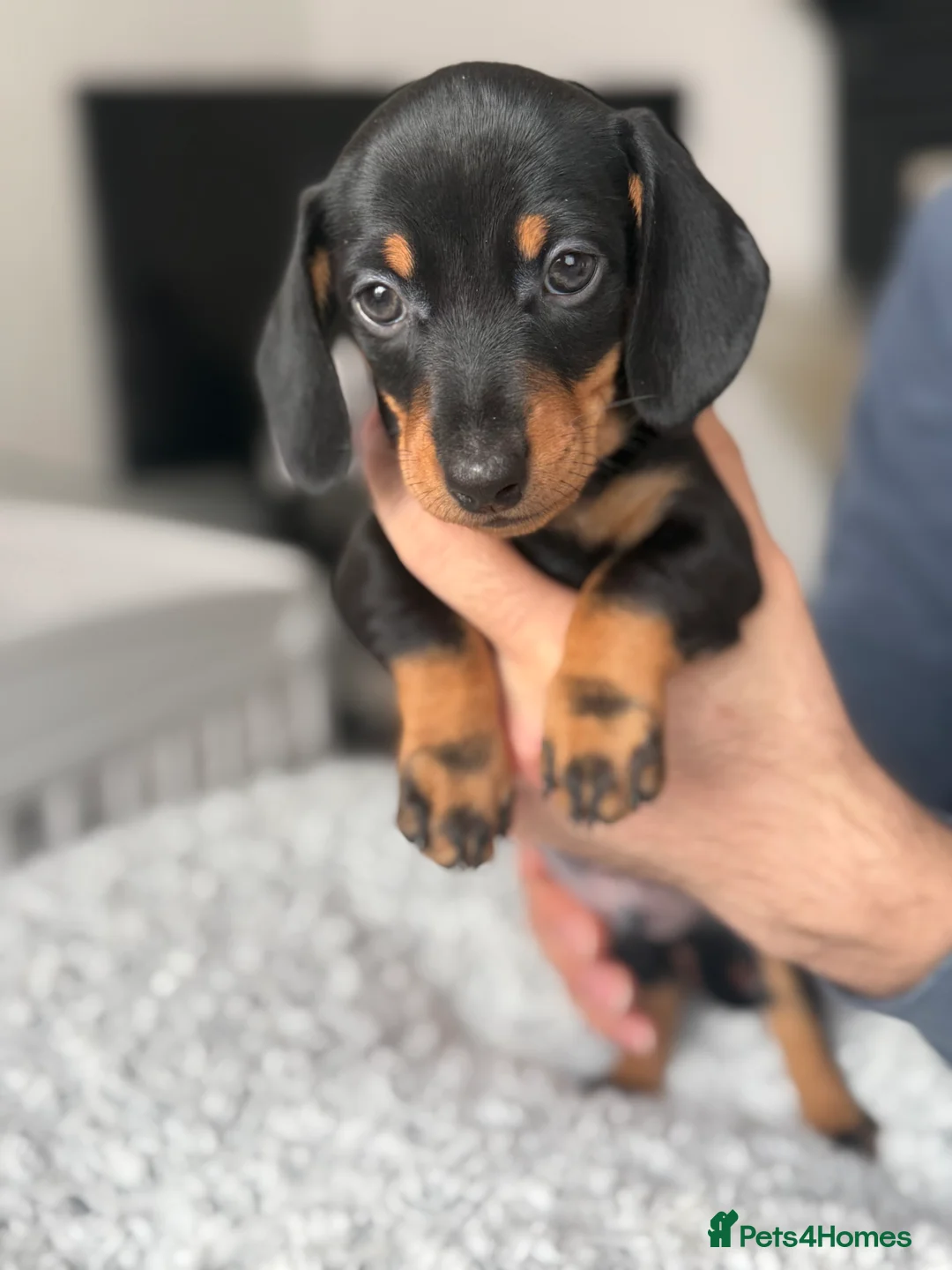 Miniature Dachshund dogs for sale: Beautiful miniature Dachshund puppies  - Advert 9