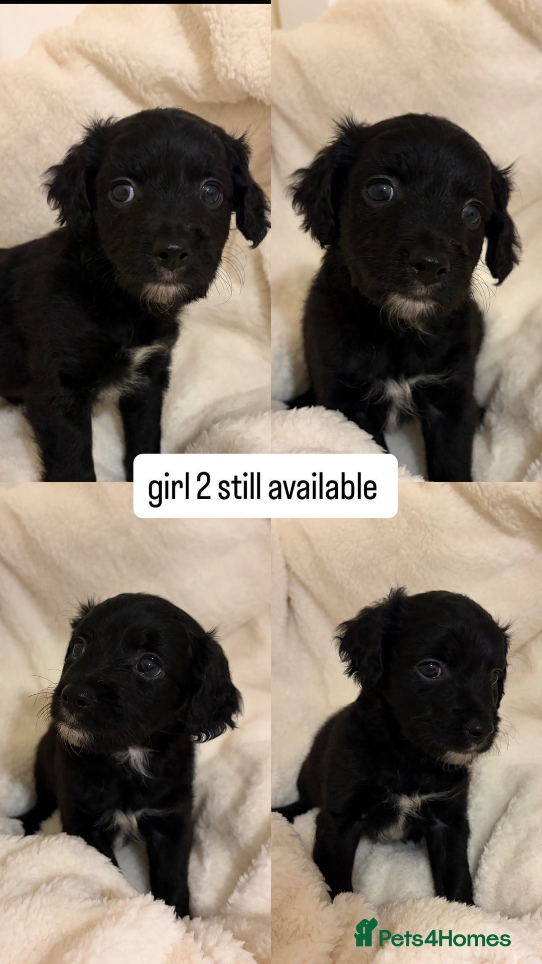 Mixed Breed dogs for sale: beautiful puppies for sale  - Advert 2