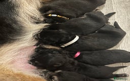 German Shepherd dogs for sale: German Shepard puppies.  - Image 12