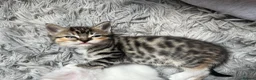 Mixed Breed cats for sale: Half Maine coon kittens  - Advert 16