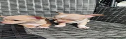 Chihuahua dogs for sale: Chihuhua pups in essex - Advert 16