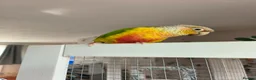 Conures birds for sale: Diego  - Advert 3