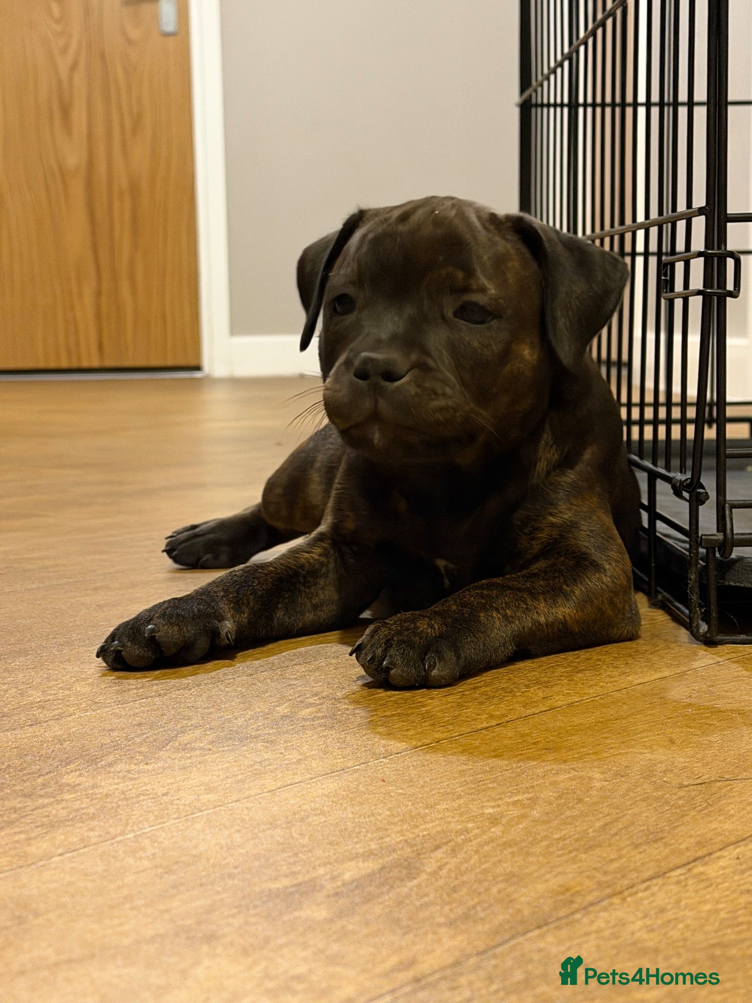 Staffordshire Bull Terrier dogs KC REGISTERED STAFFORDSHIRE BULL TERRIERS  - Advert 16