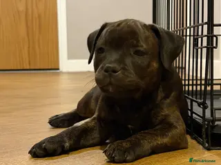 Staffordshire Bull Terrier dogs KC REGISTERED STAFFORDSHIRE BULL TERRIERS - Advert 16