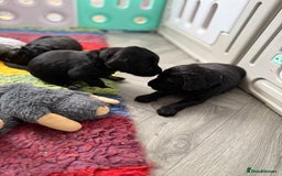 Flat coated Retriever dogs for sale: KC Registered puppies from outstanding parents. - Image 5