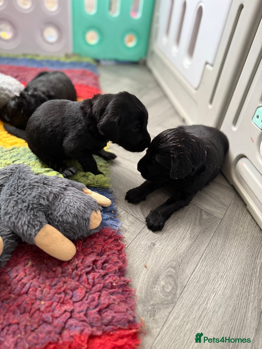 Flat coated Retriever dogs for sale: KC Registered puppies from outstanding parents. - Image 5