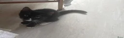 British Shorthair cats for sale: Two black kittens, one with some white    - Advert 2