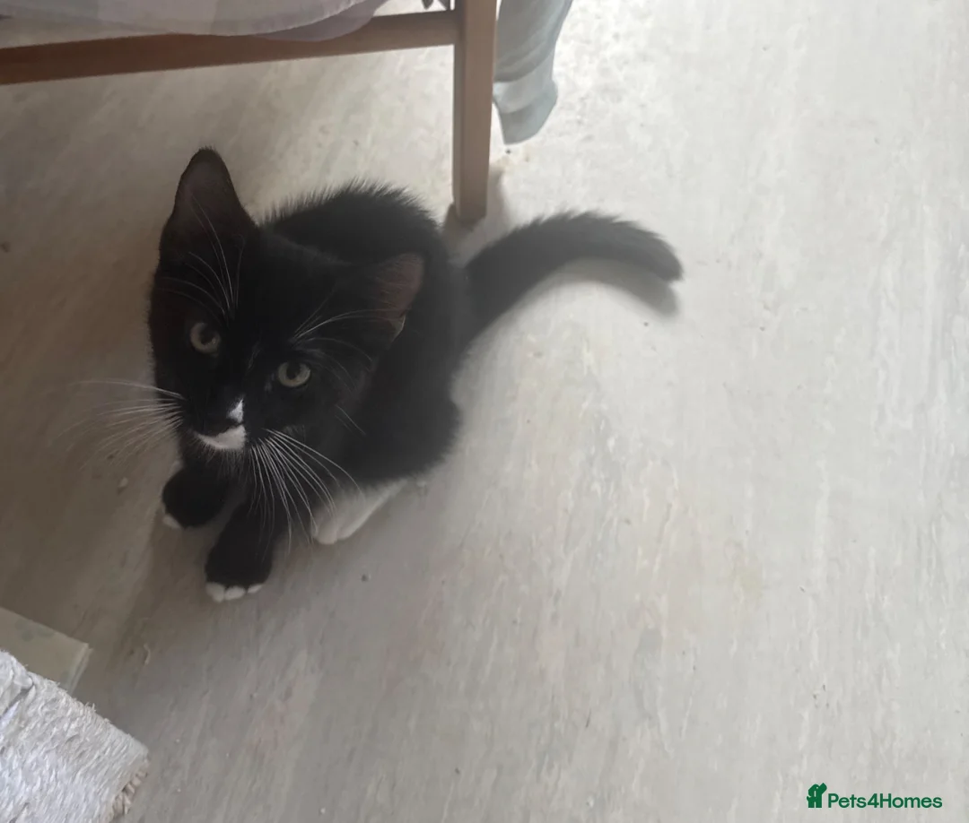 British Shorthair cats for sale: Two black kittens, one with some white    - Advert 2