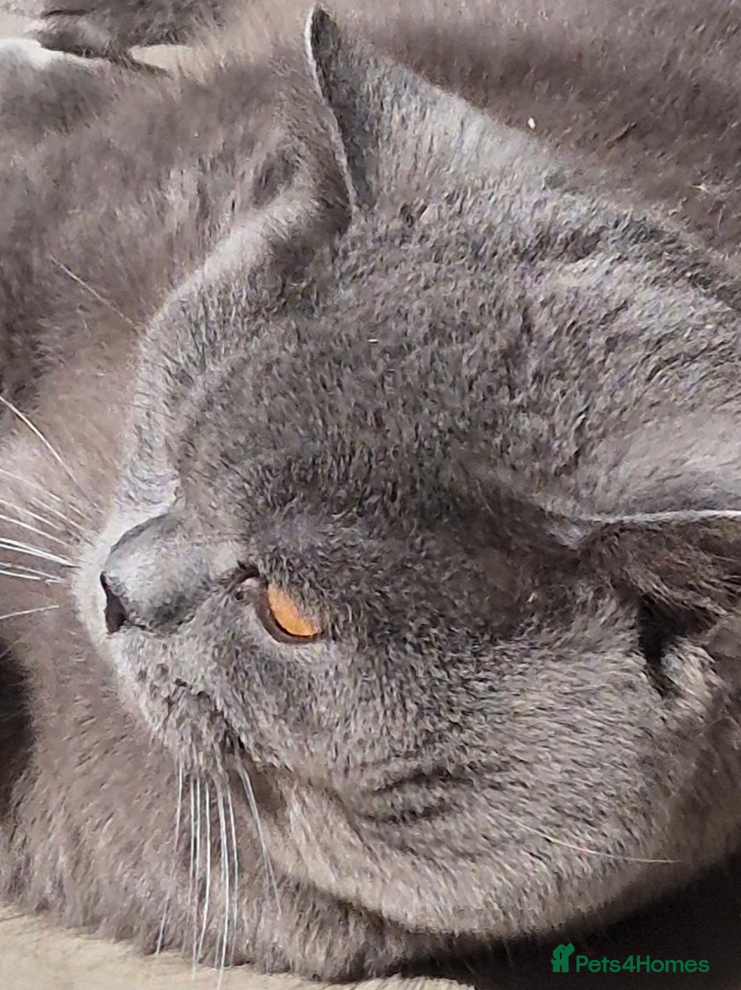 British Shorthair cats for stud: GCCF ACTIV Blue BSH Boy for Stud  in Boston - Advert 7