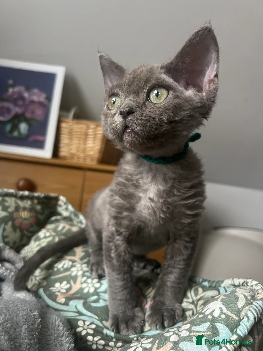 Devon Rex cats for sale: Devon Rex kittens  - Advert 2